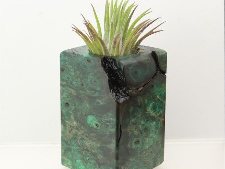 Wood Burl  Air Plant Holder - Madison (Wood Burl, 698562) on Sale