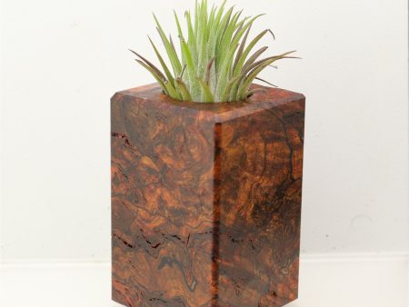 Wood Burl Wood+Resin Air Plant Holder - Raymond (Wood Burl, 699628) Sale