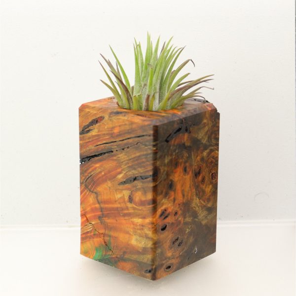 Wood Burl Wood+Resin Air Plant Holder - Autumn (Wood Burl, 699627) Online