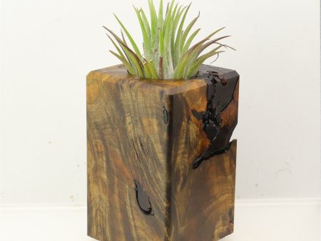 Wood Burl Wood+Resin Air Plant Holder - Leroy (Wood Burl, 699639) For Cheap