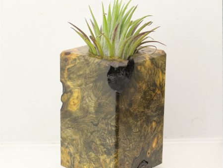 Wood Burl Wood+Resin Air Plant Holder - Noah (Wood Burl, 699618) on Sale