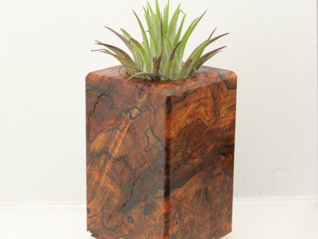 Wood Burl Wood+Resin Air Plant Holder - Donovan (Wood Burl, 699617) Discount