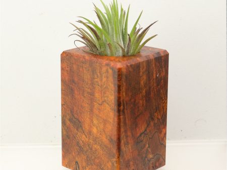 Wood Burl Wood+Resin Air Plant Holder - Ramon (Wood Burl, 699636) Online Sale