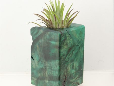 Wood Burl Wood+Resin Air Plant Holder - Harmony (Wood Burl, 699635) For Sale