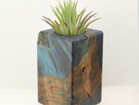 Wood Burl Wood+Resin Air Plant Holder - Dena (Wood Burl, 699638) Online Hot Sale