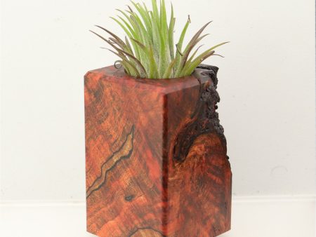 Wood Burl Wood+Resin Air Plant Holder - Cheri (Wood Burl, 699623) Online Sale