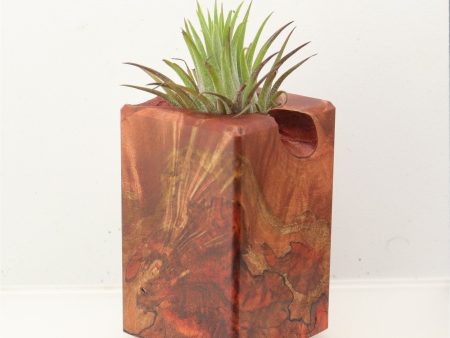 Wood Burl Wood+Resin Air Plant Holder - Madalyn (Wood Burl, 699634) For Sale