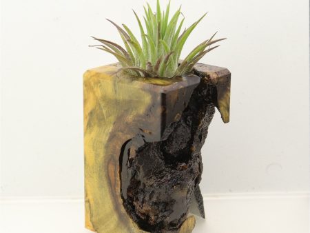 Wood Burl Wood+Resin Air Plant Holder - Gilbert (Wood Burl, 699616) For Cheap