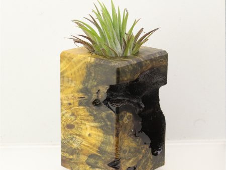 Wood Burl Wood+Resin Air Plant Holder - Raelyn (Wood Burl, 699621) on Sale