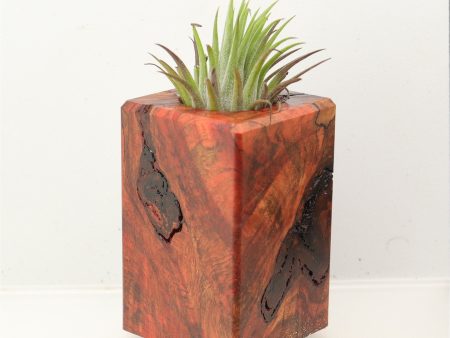 Wood Burl Wood+Resin Air Plant Holder - Viola (Wood Burl, 699631) Online Sale