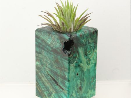 Wood Burl Wood+Resin Air Plant Holder - Sandra (Wood Burl, 699620) Hot on Sale