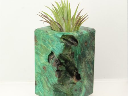 Wood Burl  Air Plant Holder - Maureen (Wood Burl, 698552) Sale