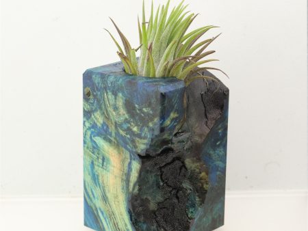 Wood Burl Wood+Resin Air Plant Holder - Georgia (Wood Burl, 699632) Online Hot Sale