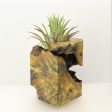 Wood Burl Wood+Resin Air Plant Holder - Caiden (Wood Burl, 699619) Online Hot Sale