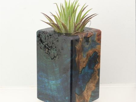 Wood Burl  Air Plant Holder - Reginald (Wood Burl, 698566) Supply