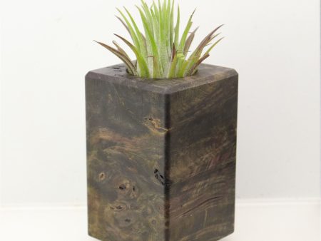 Wood Burl Wood+Resin Air Plant Holder - Jimmy (Wood Burl, 698637) Hot on Sale