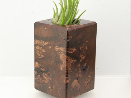 Wood Burl  Air Plant Holder - Vera (Wood Burl, 695100) For Sale