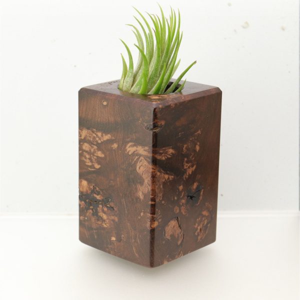 Wood Burl  Air Plant Holder - Vera (Wood Burl, 695100) For Sale