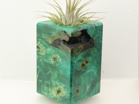 Wood Burl  Air Plant Holder - Linda (Wood Burl, 696892) Discount