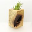 Wood Burl  Air Plant Holder - Terrence (Wood Burl, 697992) on Sale