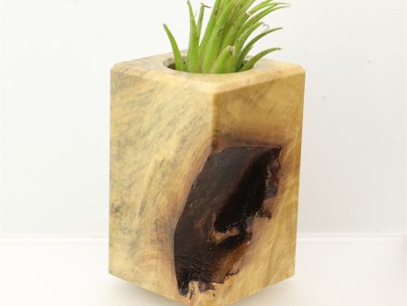 Wood Burl  Air Plant Holder - Terrence (Wood Burl, 697992) on Sale