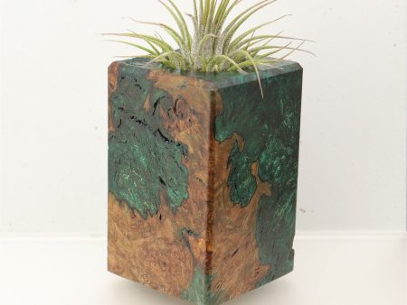 Wood Burl  Air Plant Holder - Luke (Wood Burl, 696888) Online