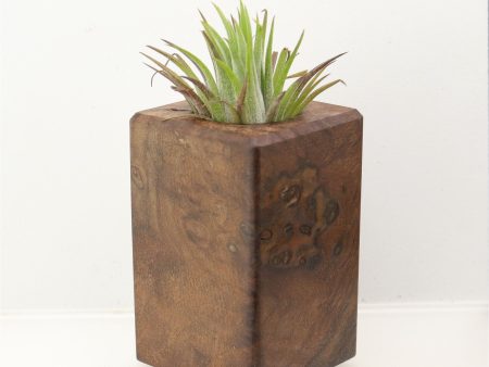 Wood Burl Wood+Resin Air Plant Holder - Jane (Wood Burl, 698633) Online now