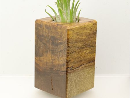 Wood Burl  Air Plant Holder - Savannah (Wood Burl, 695974) Hot on Sale