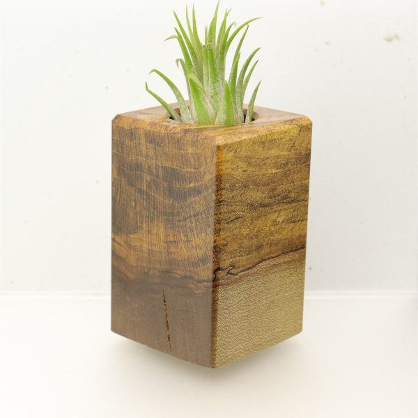 Wood Burl  Air Plant Holder - Savannah (Wood Burl, 695974) Hot on Sale