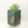 Wood Burl  Air Plant Holder - Ryker (Wood Burl, 698584) Discount