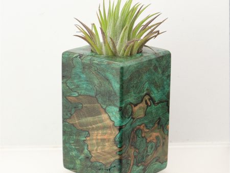 Wood Burl  Air Plant Holder - Ryker (Wood Burl, 698584) Discount