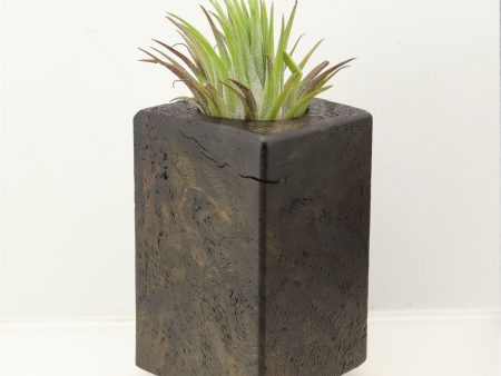 Wood Burl Wood+Resin Air Plant Holder - Jessica (Wood Burl, 698639) on Sale