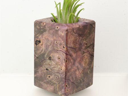 Wood Burl  Air Plant Holder - Pam (Wood Burl, 695999) Online Sale