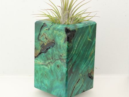 Wood Burl  Air Plant Holder - Nadia (Wood Burl, 696872) on Sale