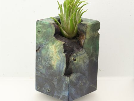 Wood Burl  Air Plant Holder - Ora (Wood Burl, 696003) Online Hot Sale