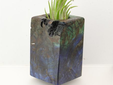 Wood Burl  Air Plant Holder - Wren (Wood Burl, 696005) For Discount