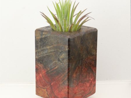 Wood Burl Wood+Resin Air Plant Holder - Joan (Wood Burl, 698631) Discount