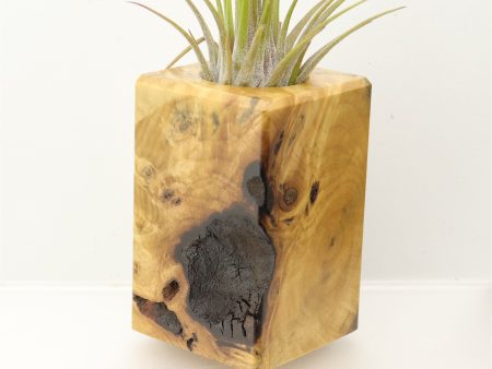 Wood Burl  Air Plant Holder - Martin (Wood Burl, 698033) Online now