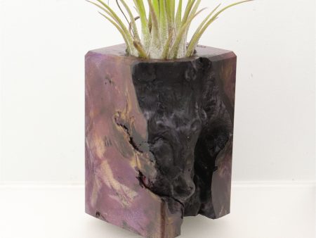 Wood Burl  Air Plant Holder - Peter (Wood Burl, 698028) Online Hot Sale