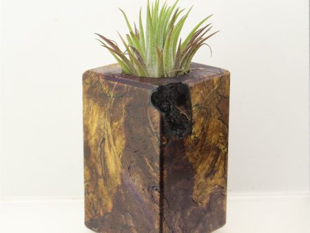 Wood Burl  Air Plant Holder - Porter (Wood Burl, 698572) Online