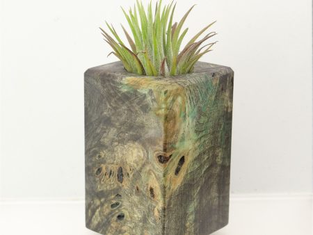 Wood Burl  Air Plant Holder - Maverick (Wood Burl, 698624) For Cheap