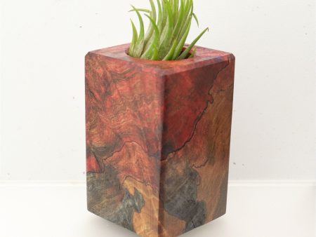 Wood Burl  Air Plant Holder - Nolan (Wood Burl, 695978) Supply