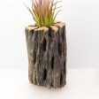 Wood Burl  Air Plant Holder - Yvonne (Wood Burl, 698059) Online now