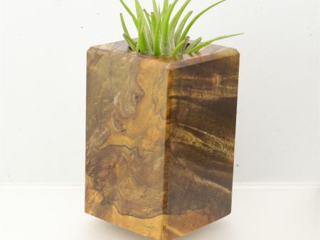 Wood Burl  Air Plant Holder - Maliyah (Wood Burl, 695102) Cheap