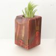 Wood Burl  Air Plant Holder - Trinity (Wood Burl, 695965) Supply