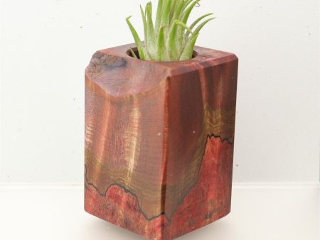 Wood Burl  Air Plant Holder - Trinity (Wood Burl, 695965) Supply