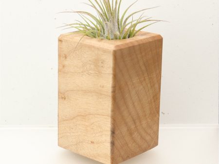 Wood Burl  Air Plant Holder - Muriel (Wood Burl, 696884) Sale