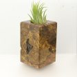 Wood Burl  Air Plant Holder - Willow (Wood Burl, 695085) For Sale