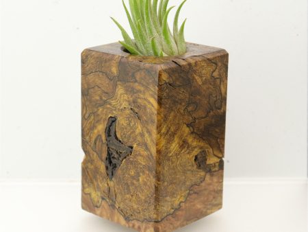 Wood Burl  Air Plant Holder - Willow (Wood Burl, 695085) For Sale