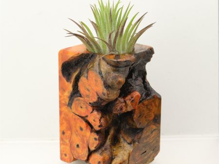 Wood Burl  Air Plant Holder - Tyler (Wood Burl, 698577) Discount